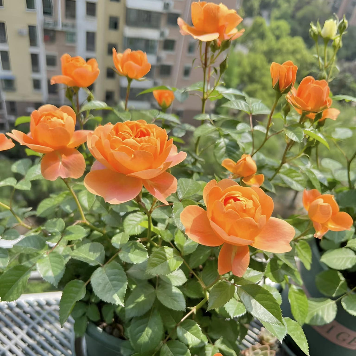 Juicy Terrazza Rose Seeds, 30+ seeds