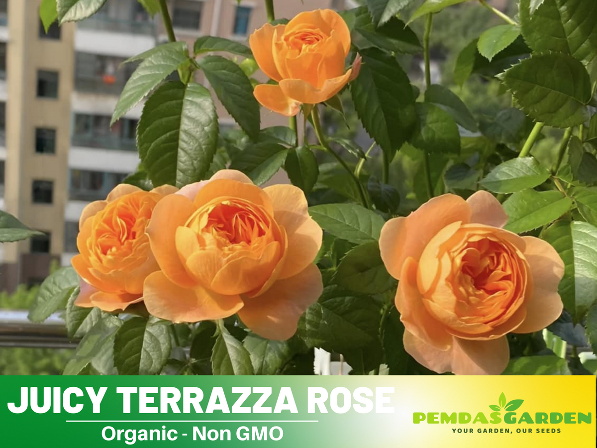 30+ Seeds| Juicy Terrazza Rose Seeds #1160