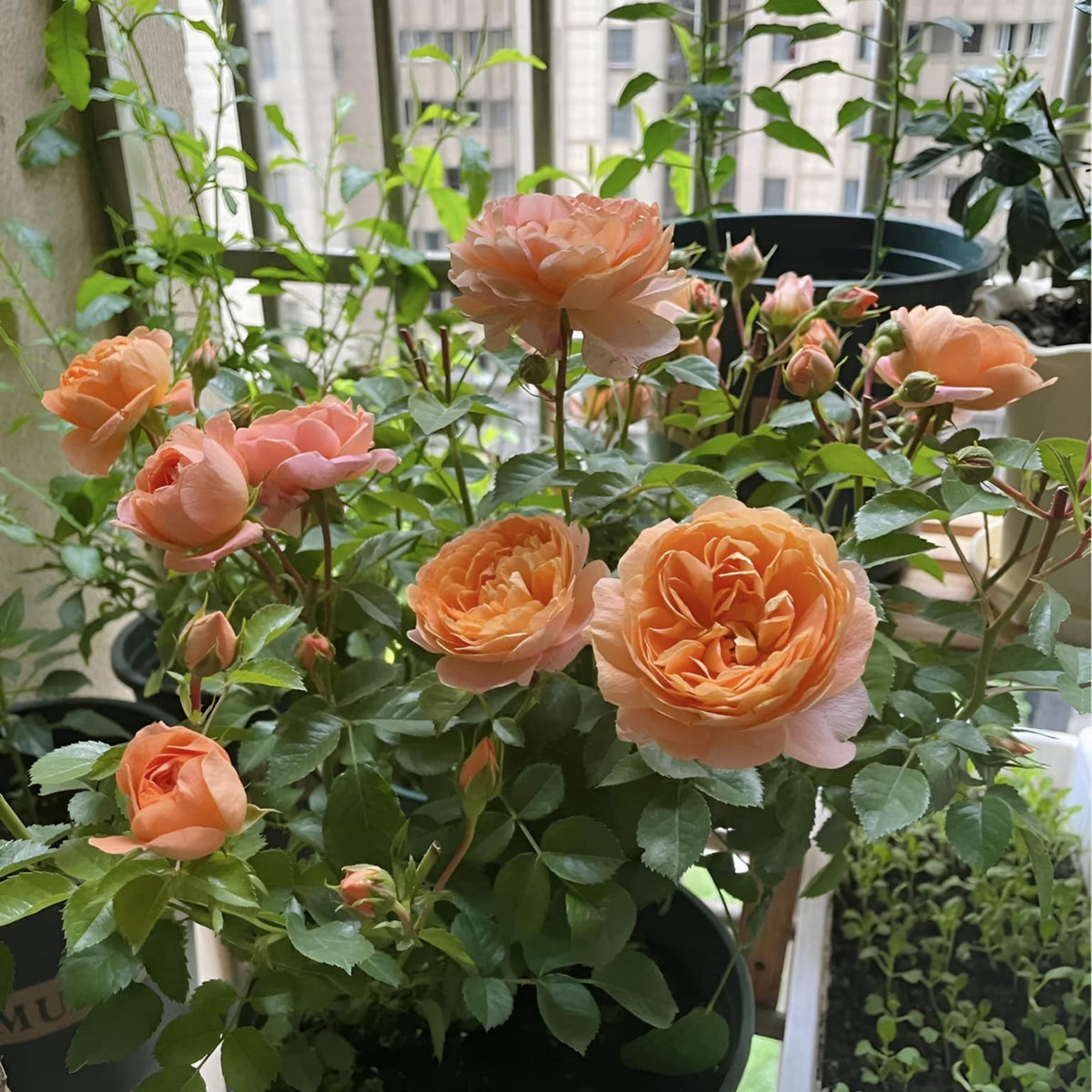 Juicy Terrazza Rose Seeds, 30+ seeds