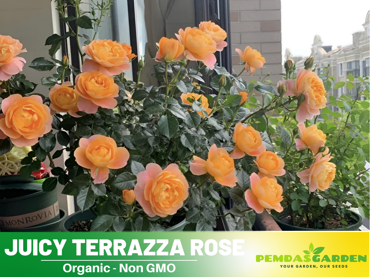 30+ Seeds| Juicy Terrazza Rose Seeds #1160