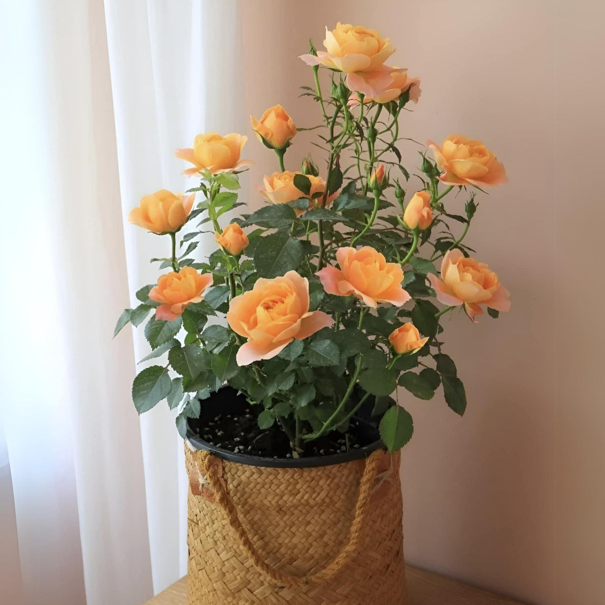 Juicy Terrazza Rose Seeds, 30+ seeds