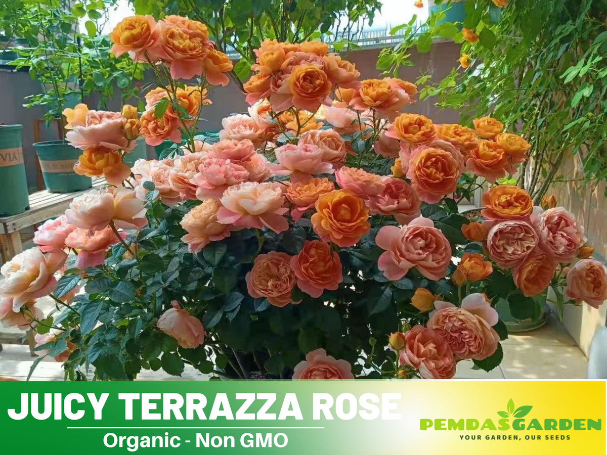 30+ Seeds| Juicy Terrazza Rose Seeds #1160