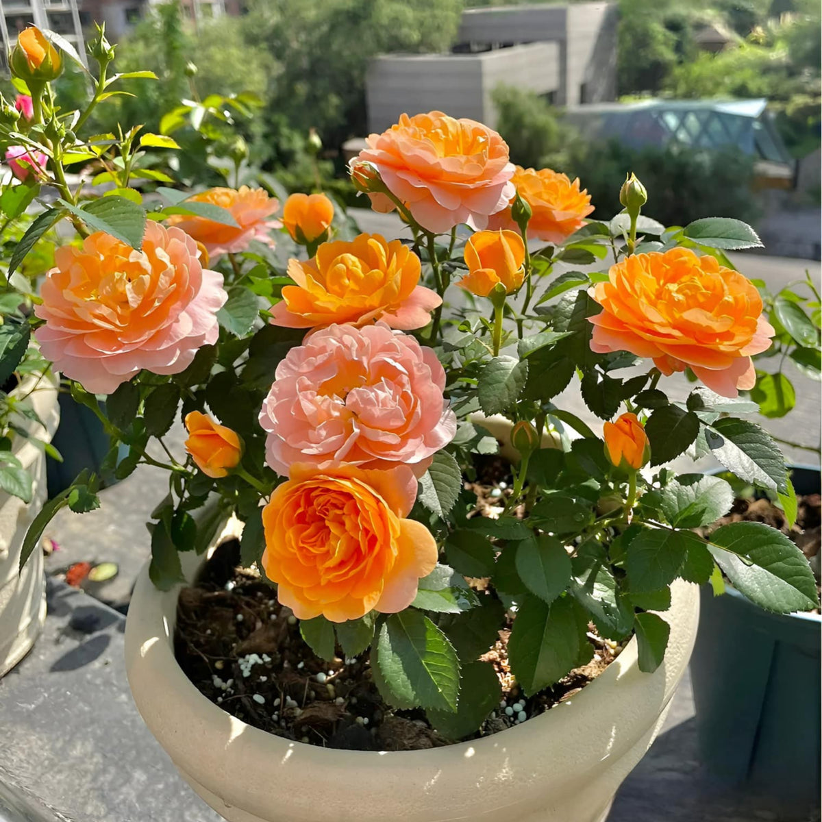 Juicy Terrazza Rose Seeds - 1160, 30+ seeds