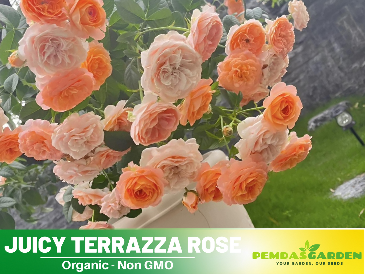 30+ Seeds| Juicy Terrazza Rose Seeds #1160