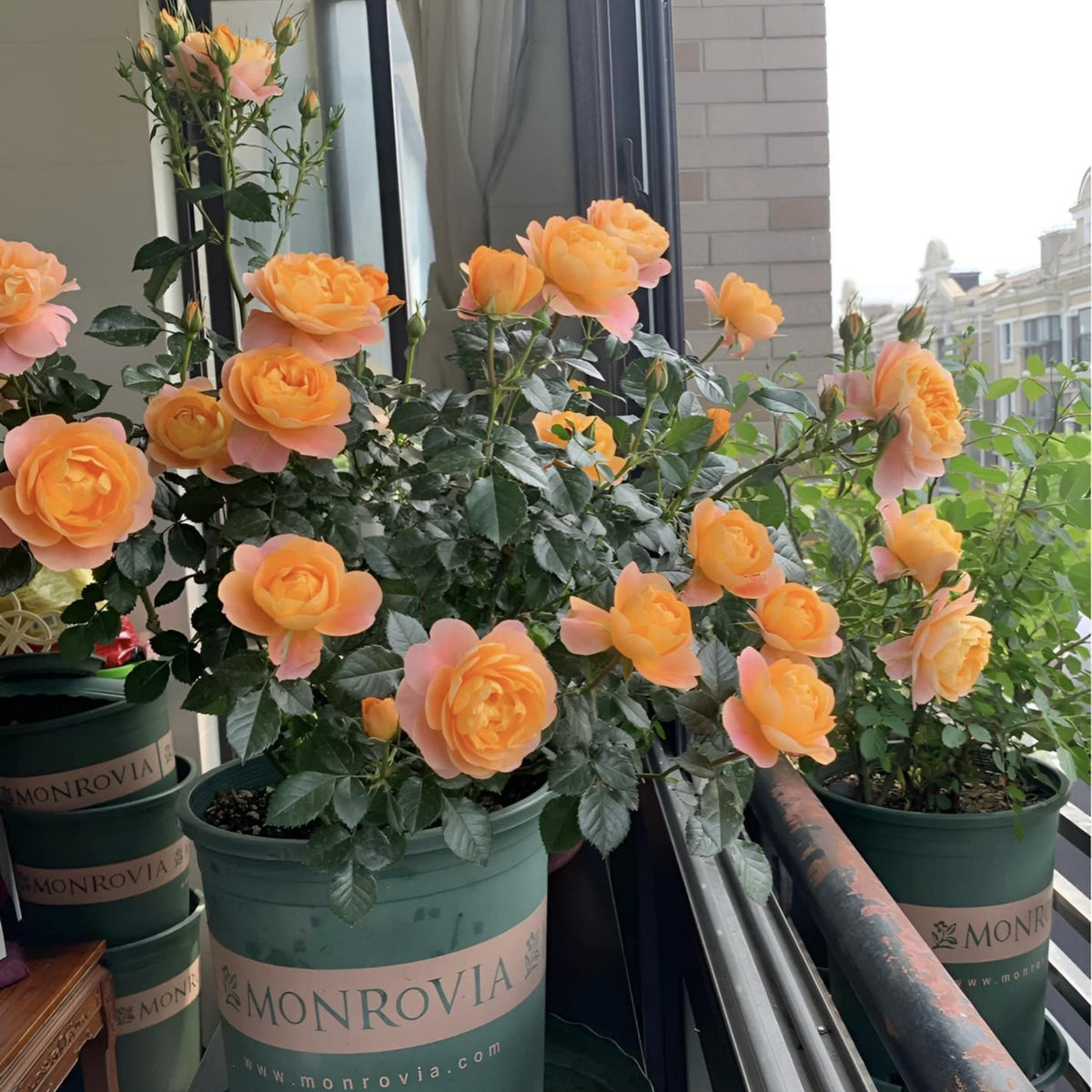 Juicy Terrazza Rose Seeds - 1160, 30+ seeds