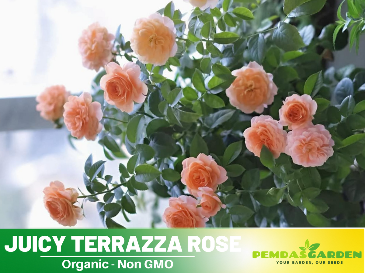 30+ Seeds| Juicy Terrazza Rose Seeds #1160