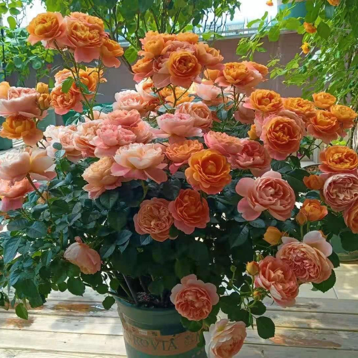 Juicy Terrazza Rose Seeds - 1160, 30+ seeds