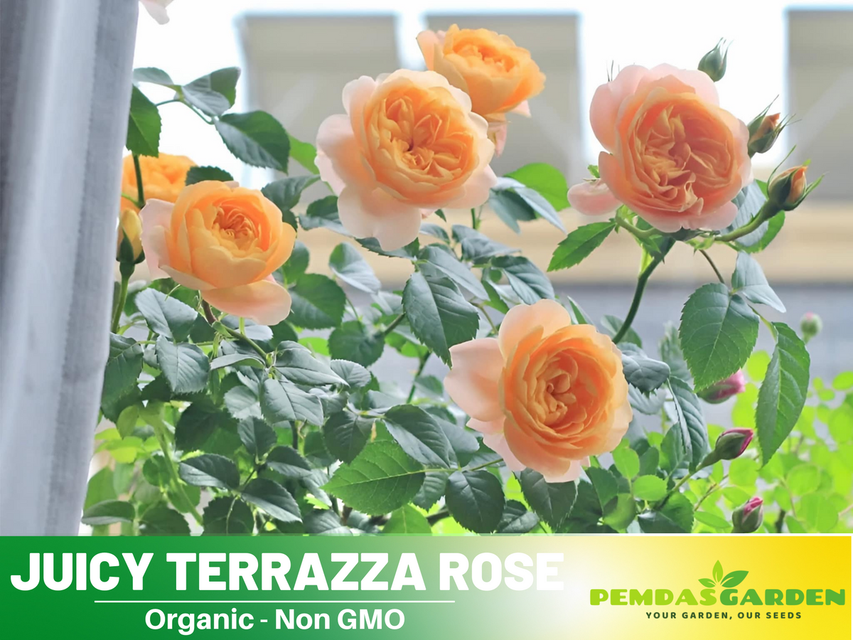 30+ Seeds| Juicy Terrazza Rose Seeds #1160