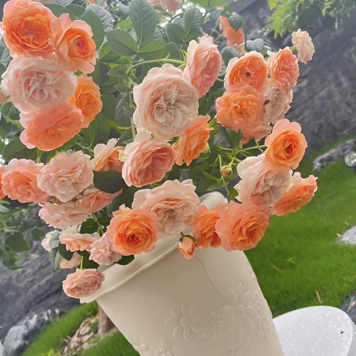 Juicy Terrazza Rose Seeds - 1160, 30+ seeds