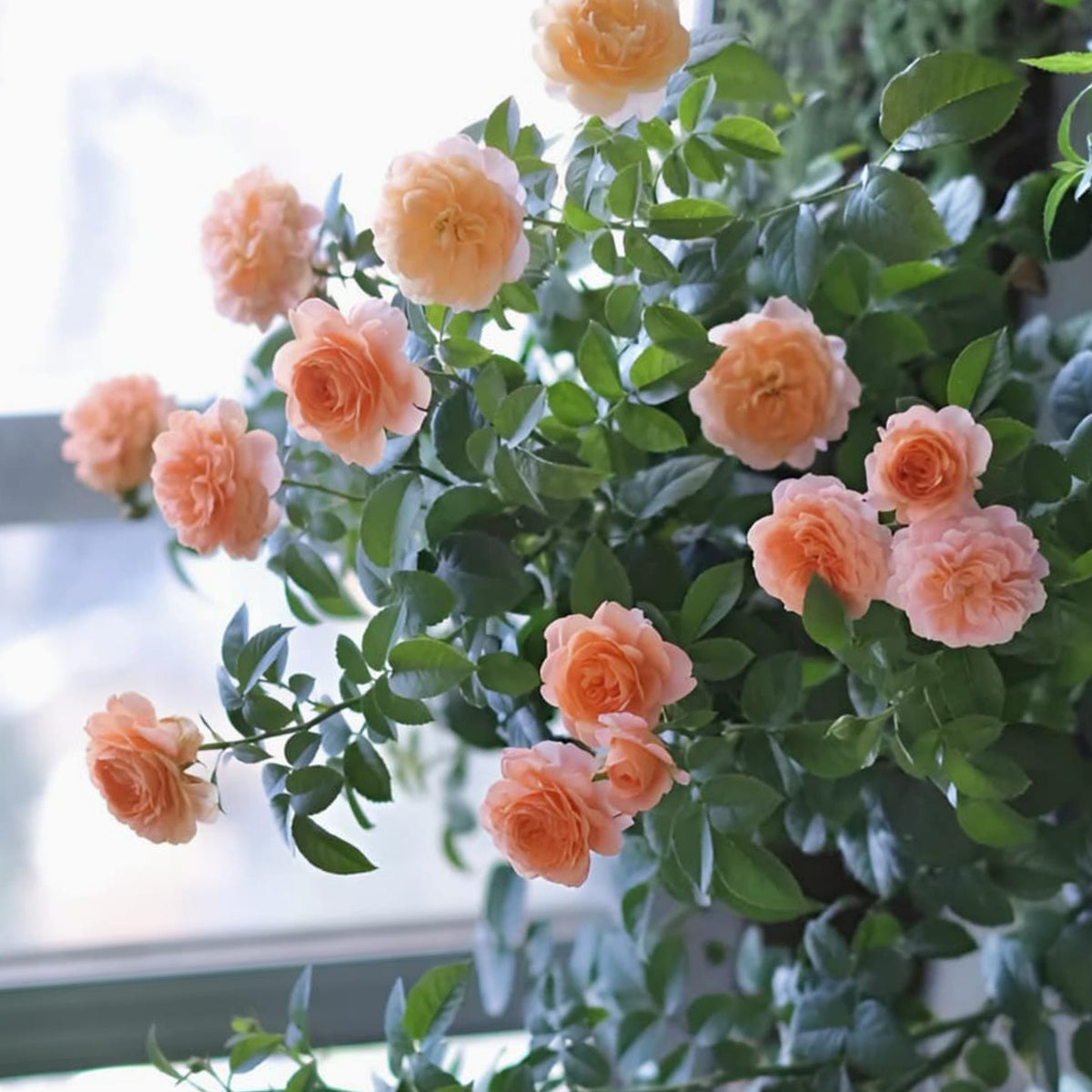 Juicy Terrazza Rose Seeds - 1160, 30+ seeds
