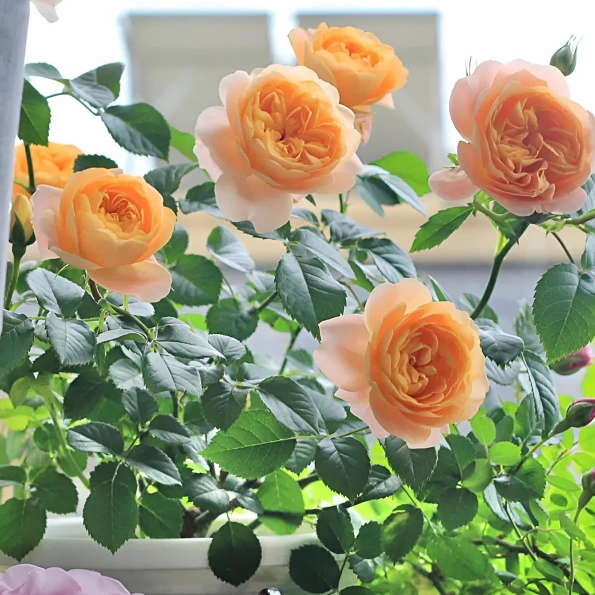Juicy Terrazza Rose Seeds - 1160, 30+ seeds