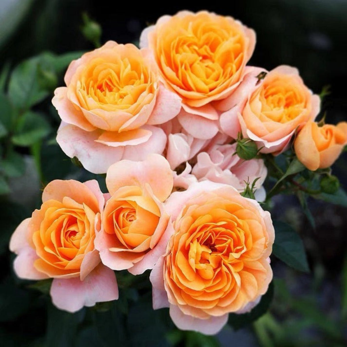 Juicy Terrazza Rose Seeds - 1160, 30+ seeds