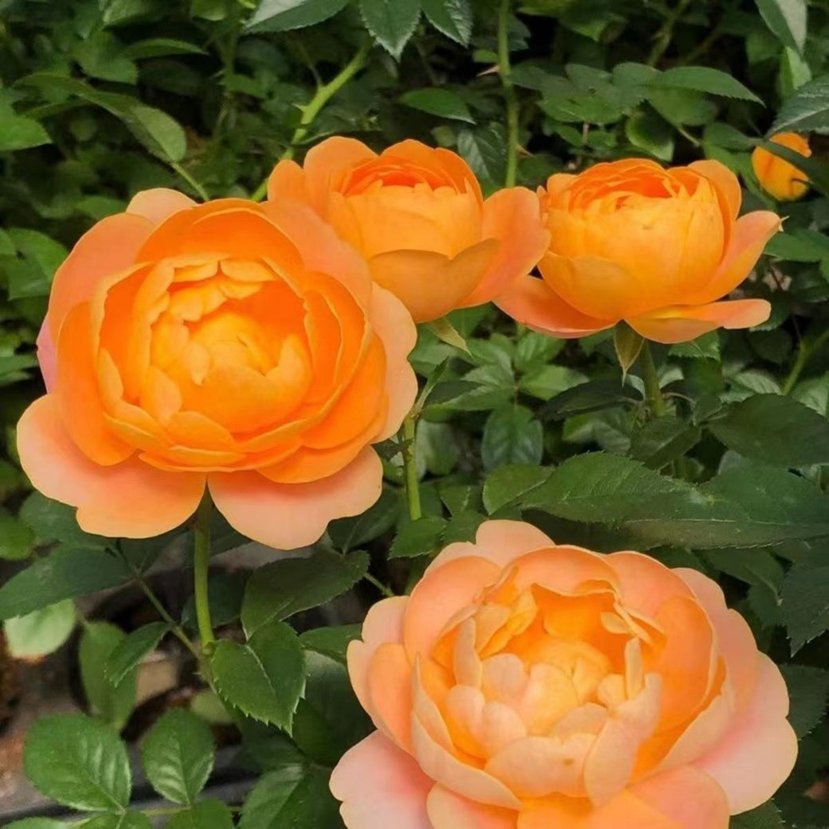 Juicy Terrazza Rose Seeds - 1160, 30+ seeds