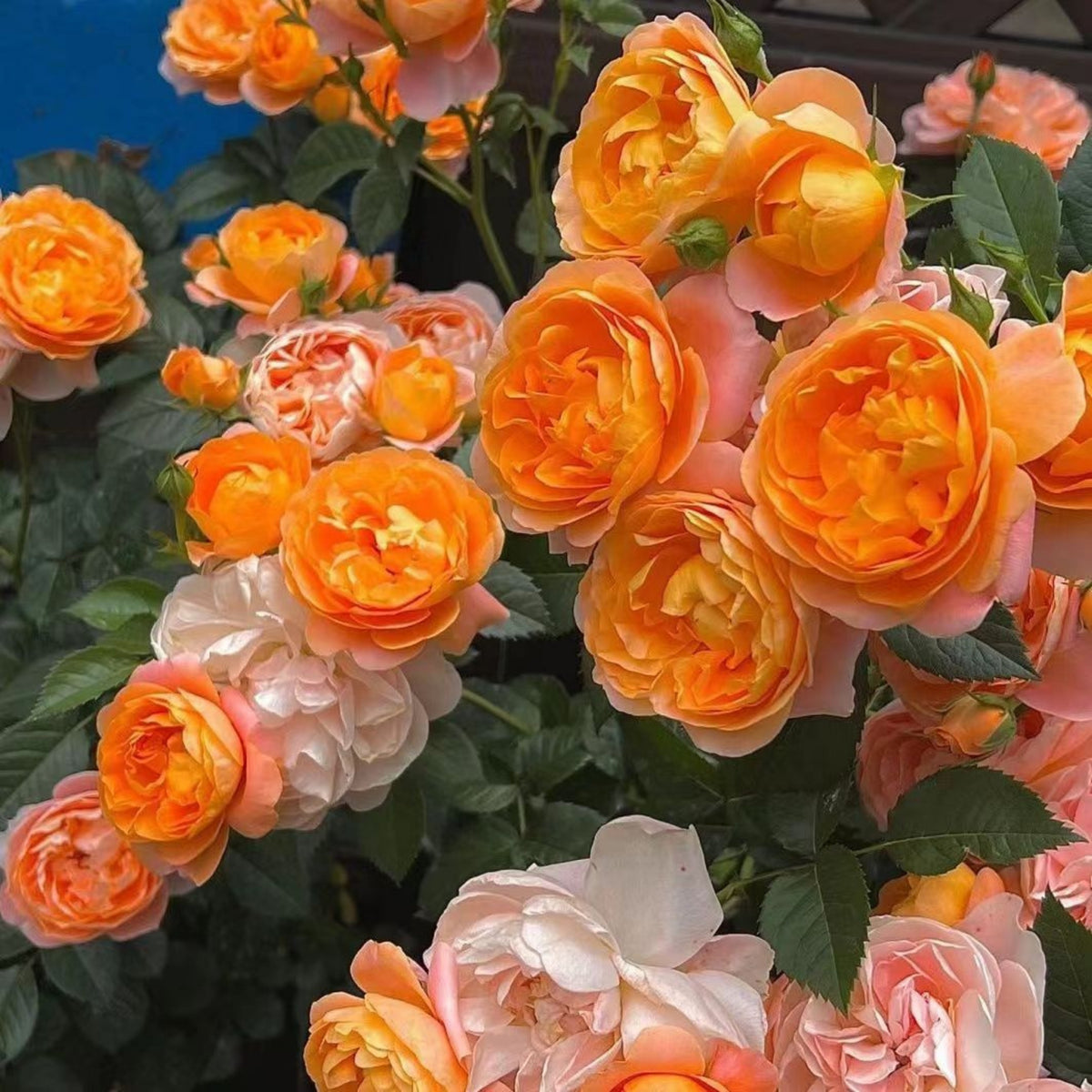 Juicy Terrazza Rose Seeds - 1160, 30+ seeds