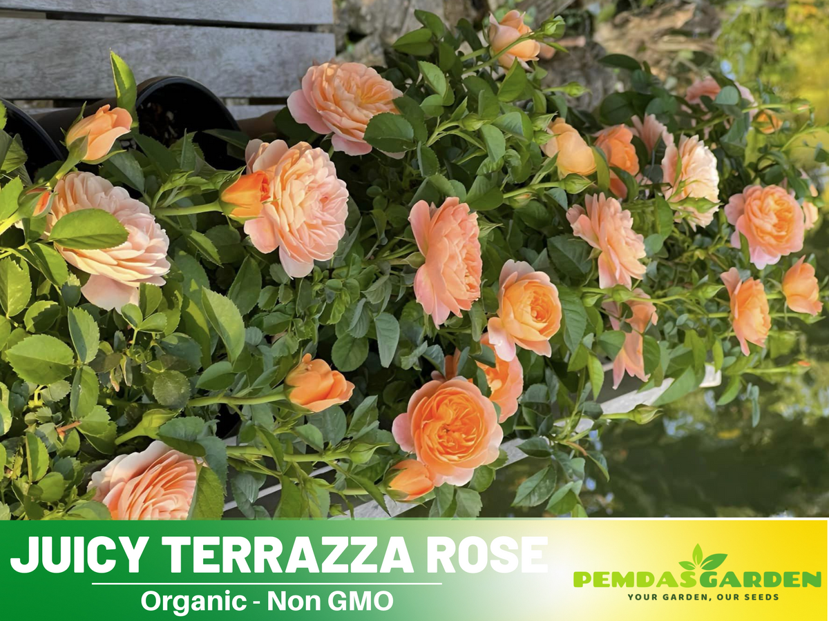 30+ Seeds| Juicy Terrazza Rose Seeds #1160