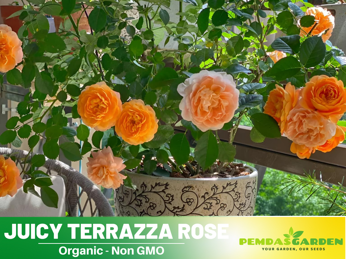 30+ Seeds| Juicy Terrazza Rose Seeds #1160