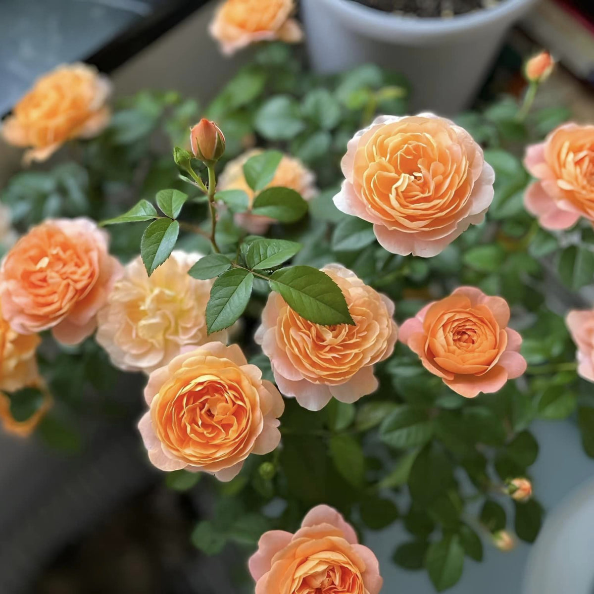 Juicy Terrazza Rose Seeds, 30+ seeds