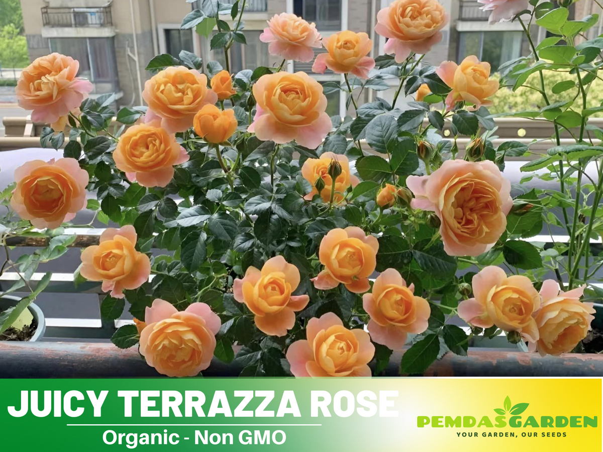 30+ Seeds| Juicy Terrazza Rose Seeds #1160