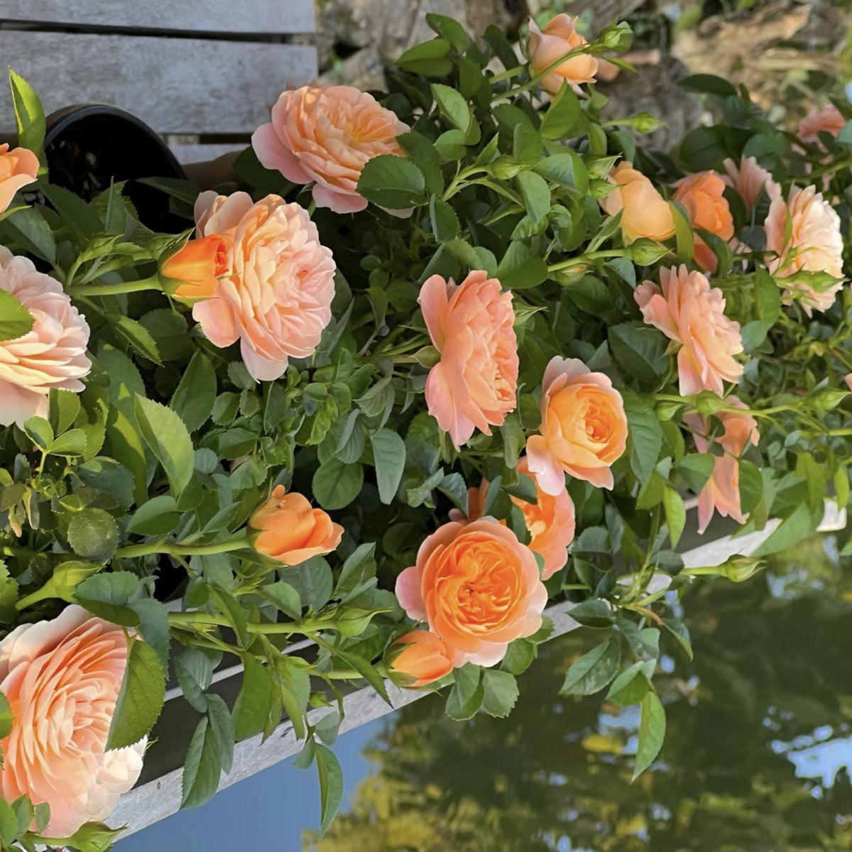 Juicy Terrazza Rose Seeds, 30+ seeds