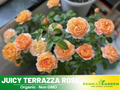 30+ Seeds| Juicy Terrazza Rose Seeds #1160
