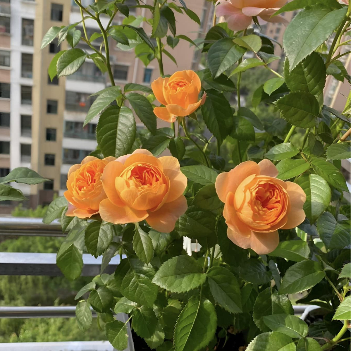 Juicy Terrazza Rose Seeds, 30+ seeds