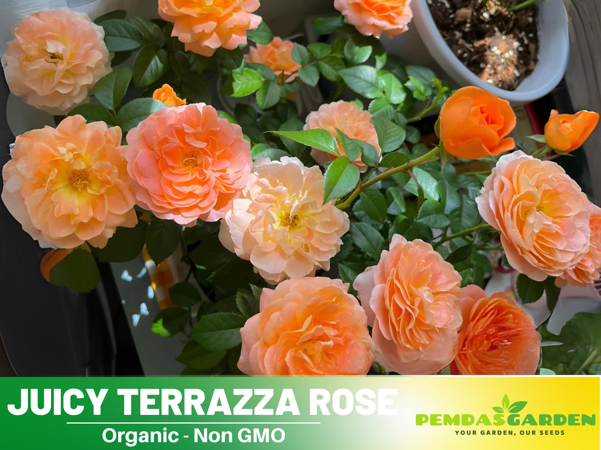 30+ Seeds| Juicy Terrazza Rose Seeds #1160