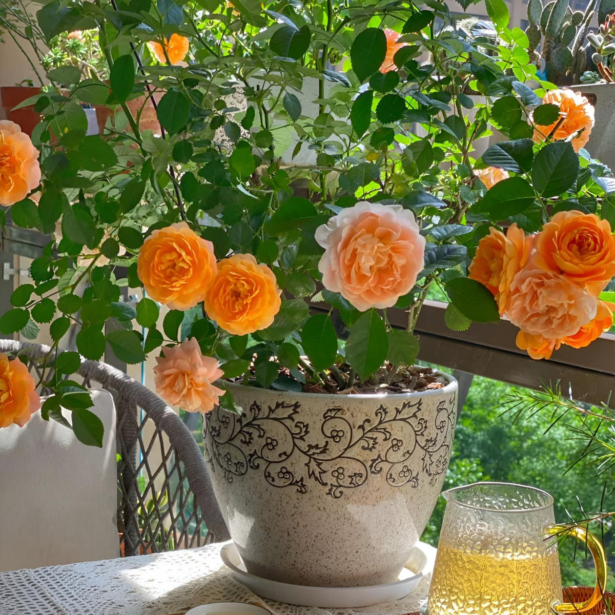 Juicy Terrazza Rose Seeds, 30+ seeds