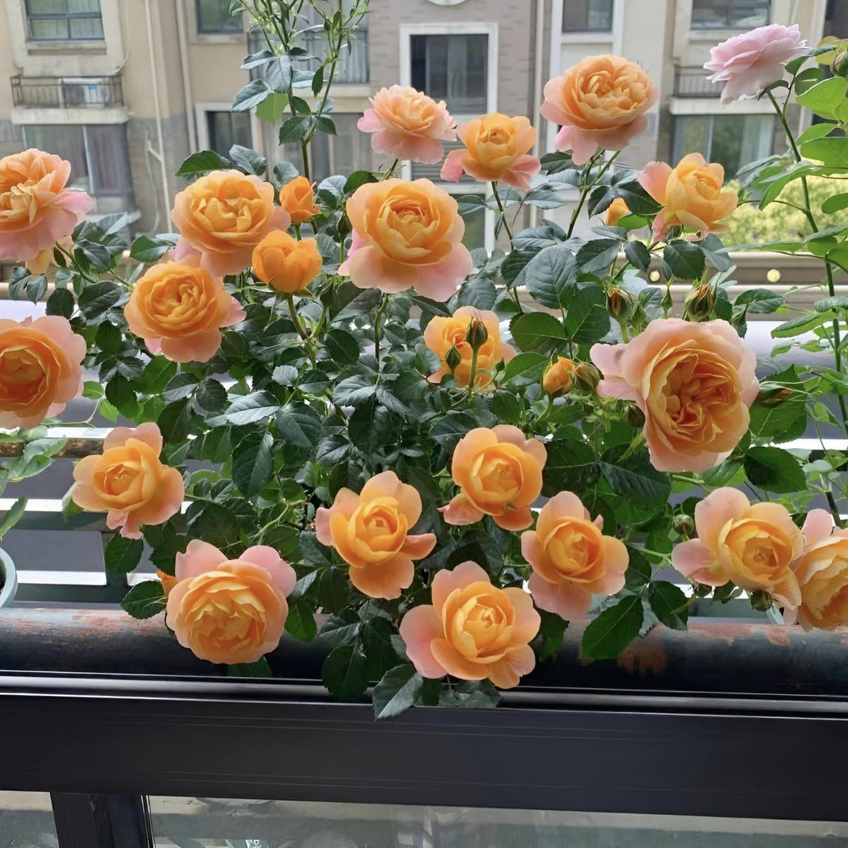 Juicy Terrazza Rose Seeds, 30+ seeds