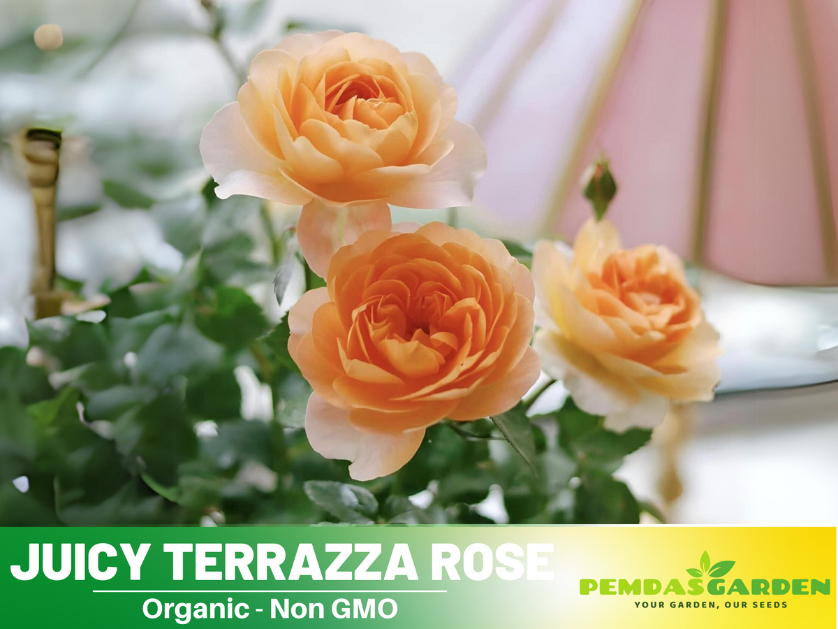 30+ Seeds| Juicy Terrazza Rose Seeds #1160