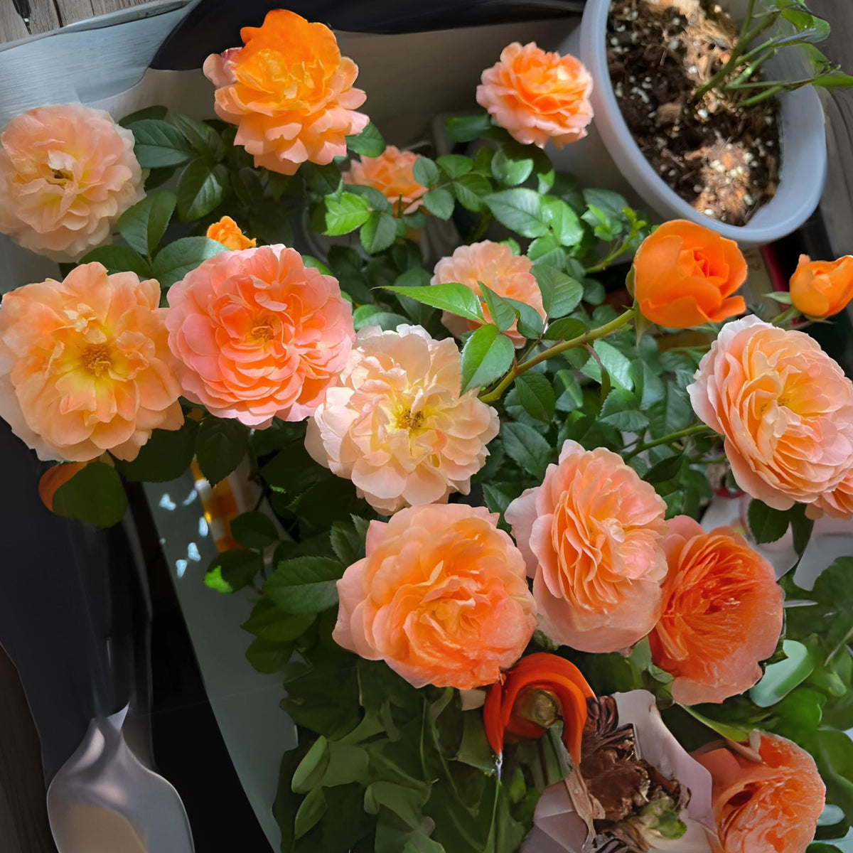 Juicy Terrazza Rose Seeds, 30+ seeds