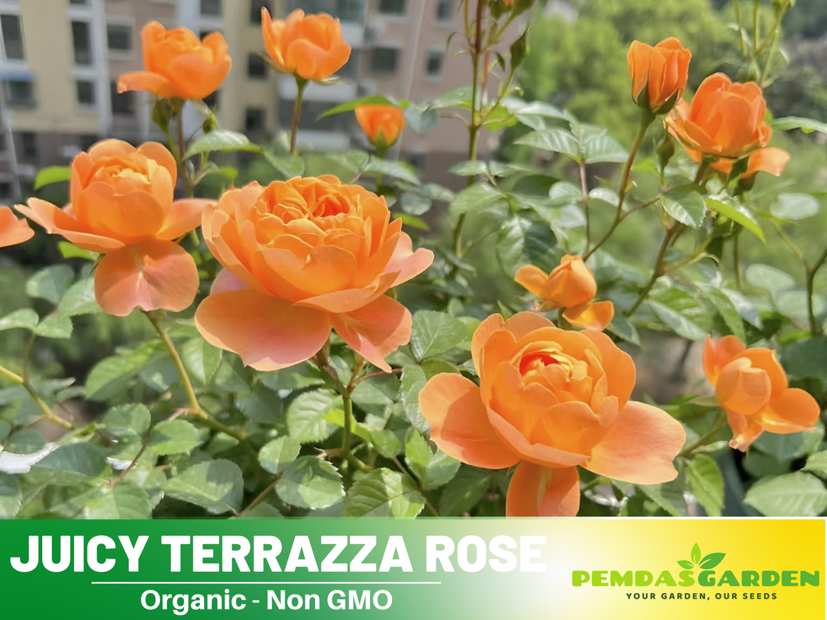 30+ Seeds| Juicy Terrazza Rose Seeds #1160