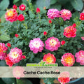 30+ Seeds| Cache Cache Rose Seeds #1161