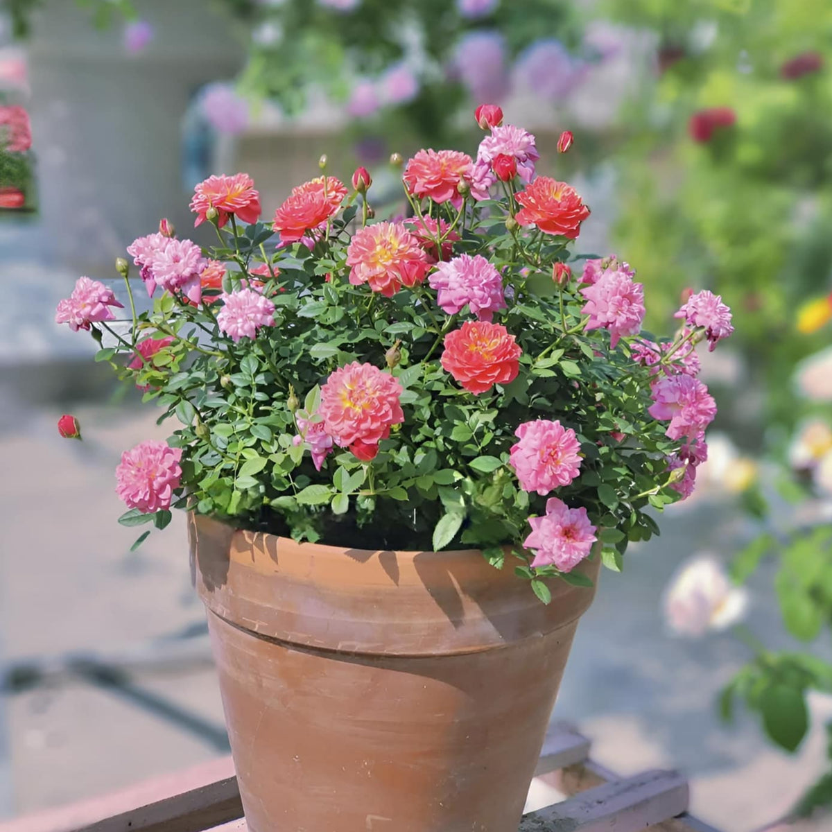 Cache Cache Rose Seeds, 30+ seeds