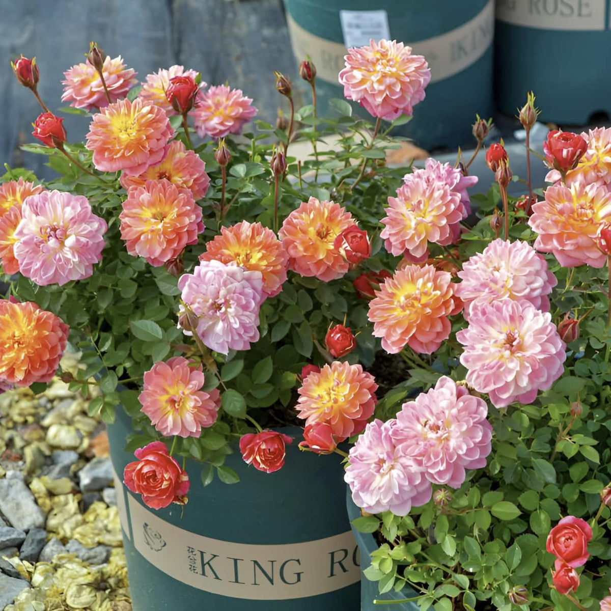 Cache Cache Rose Seeds, 30+ seeds