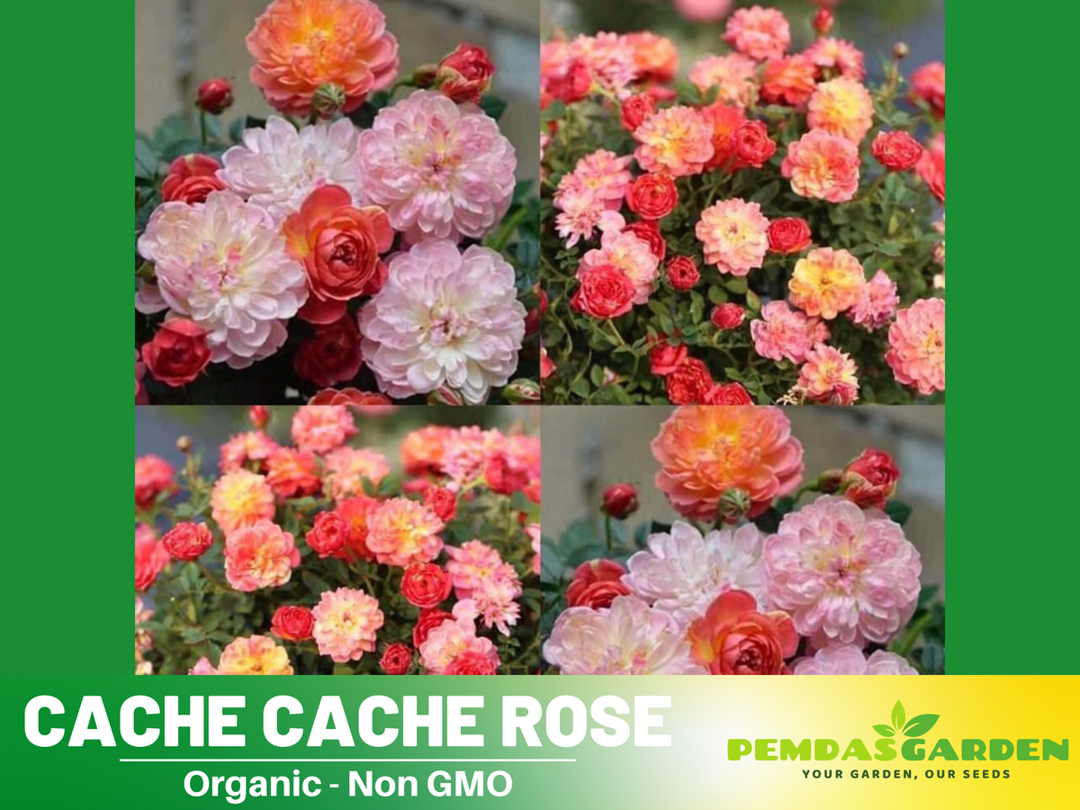 30+ Seeds| Cache Cache Rose Seeds  #1161