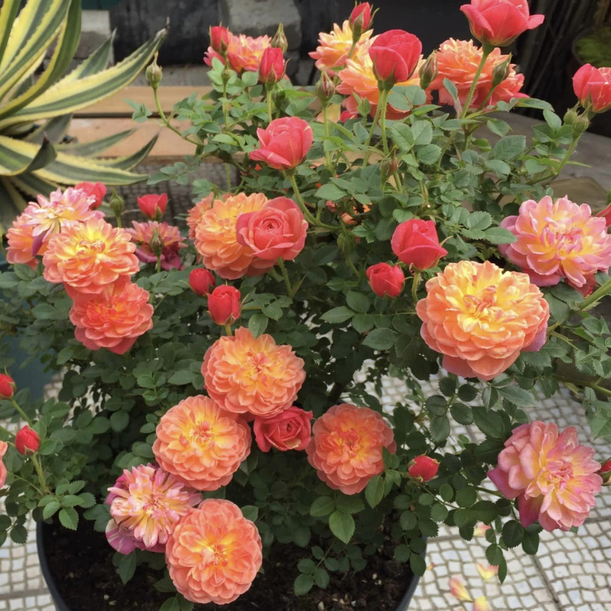 Cache Cache Rose Seeds, 30+ seeds