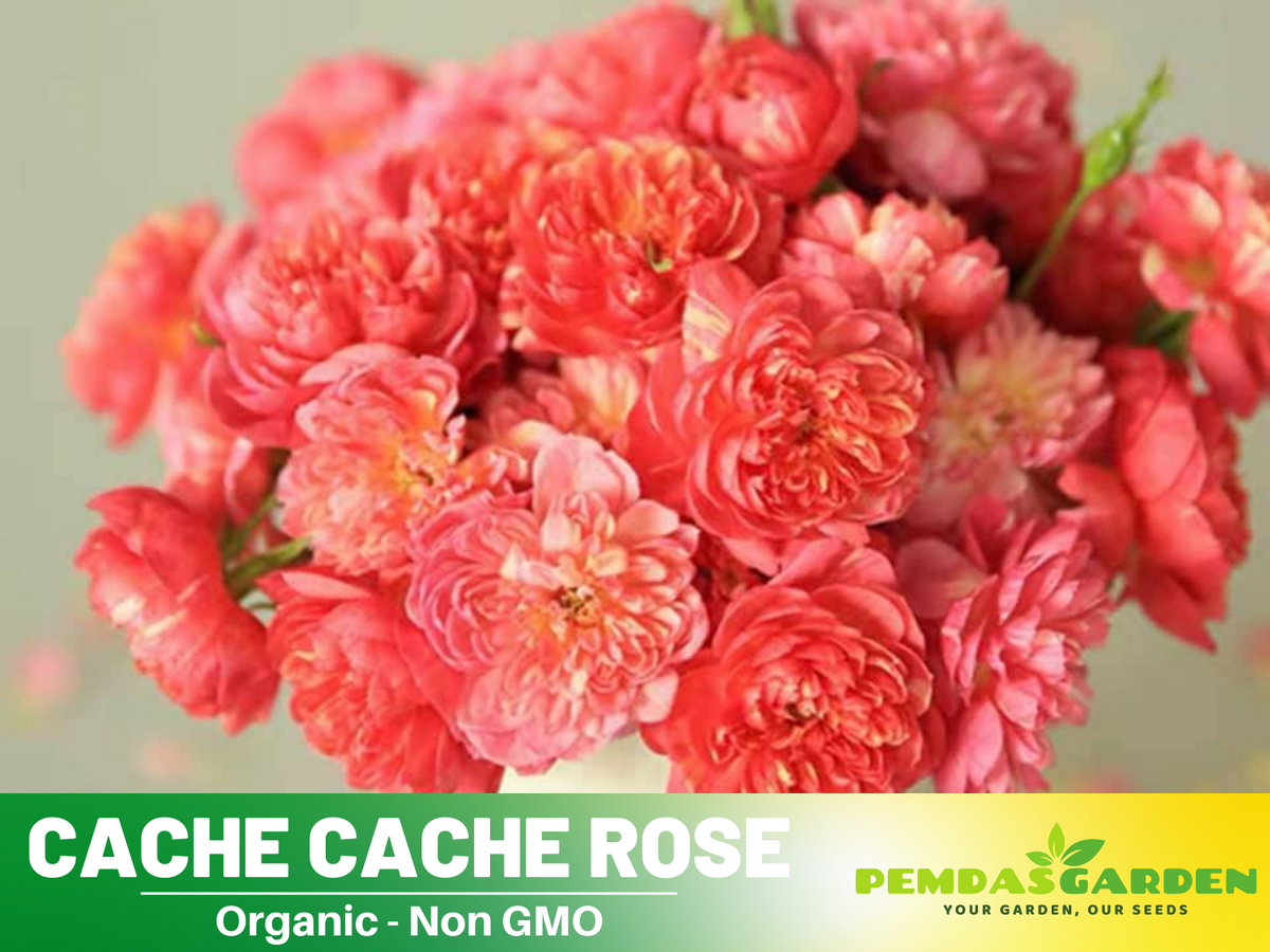 30+ Seeds| Cache Cache Rose Seeds  #1161