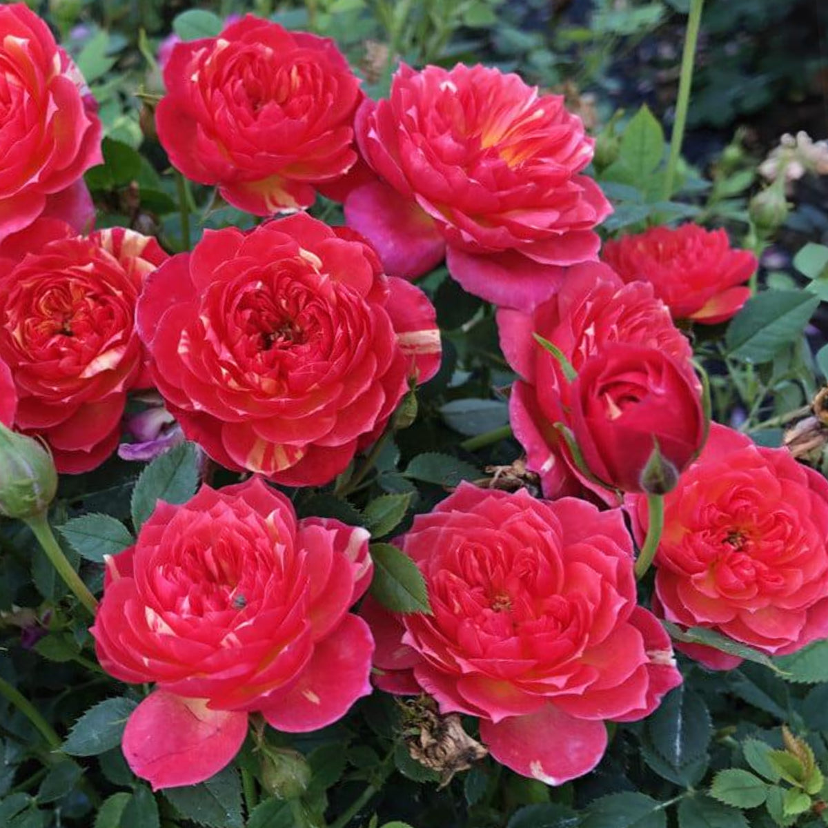 Cache Cache Rose Seeds, 30+ seeds