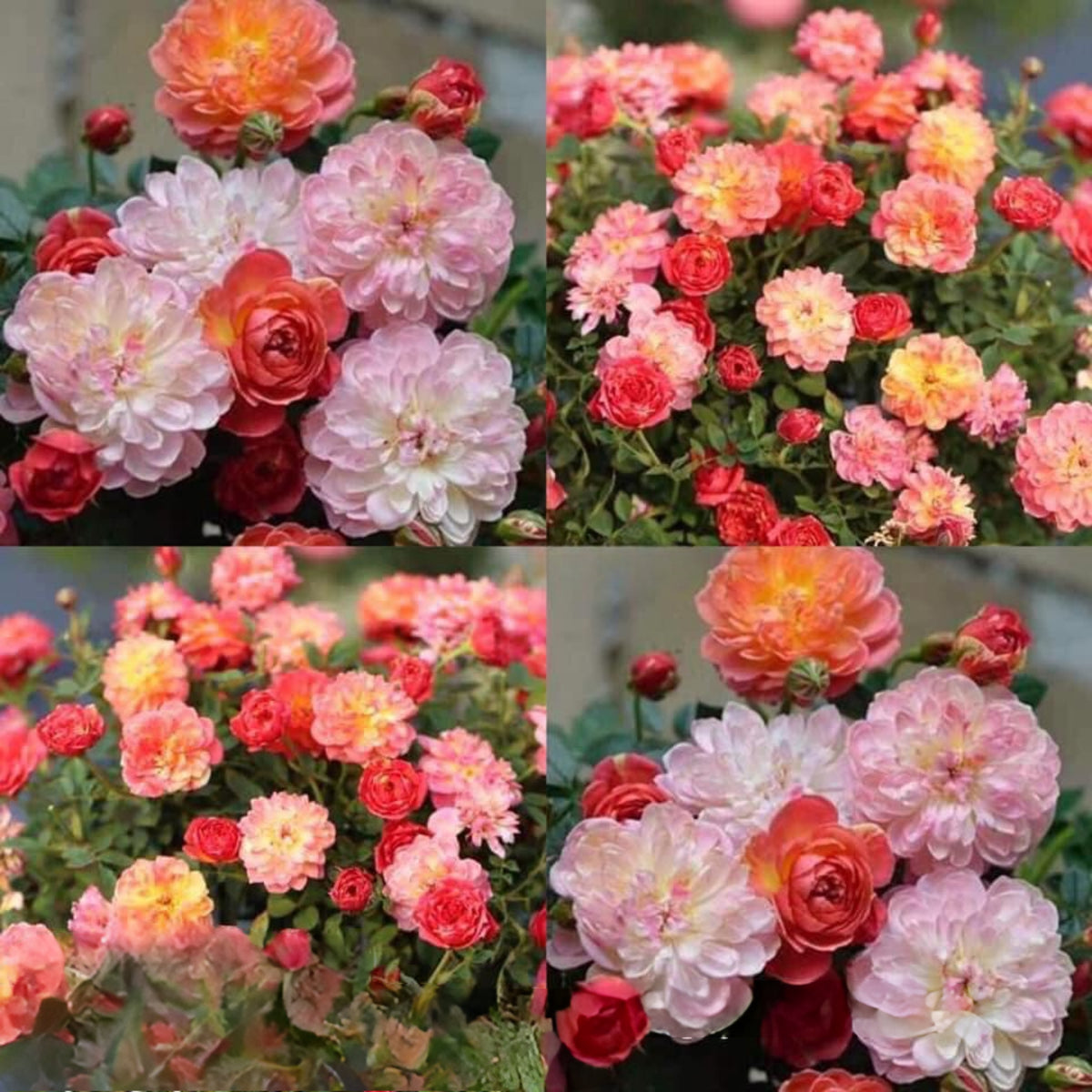 Cache Cache Rose Seeds, 30+ seeds