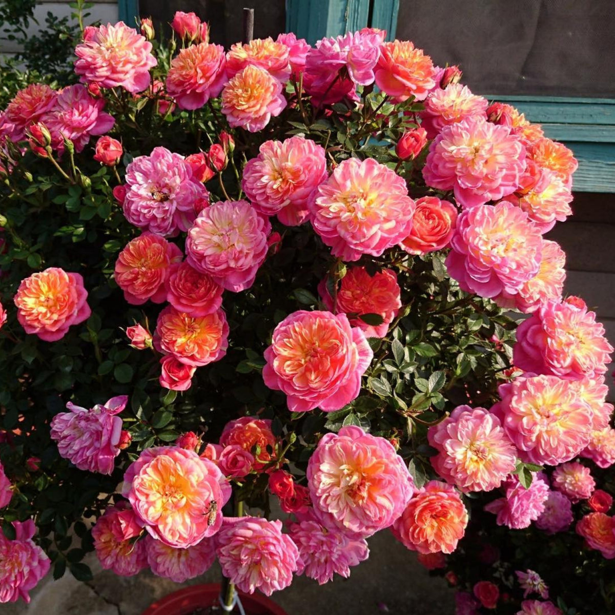 Cache Cache Rose Seeds, 30+ seeds