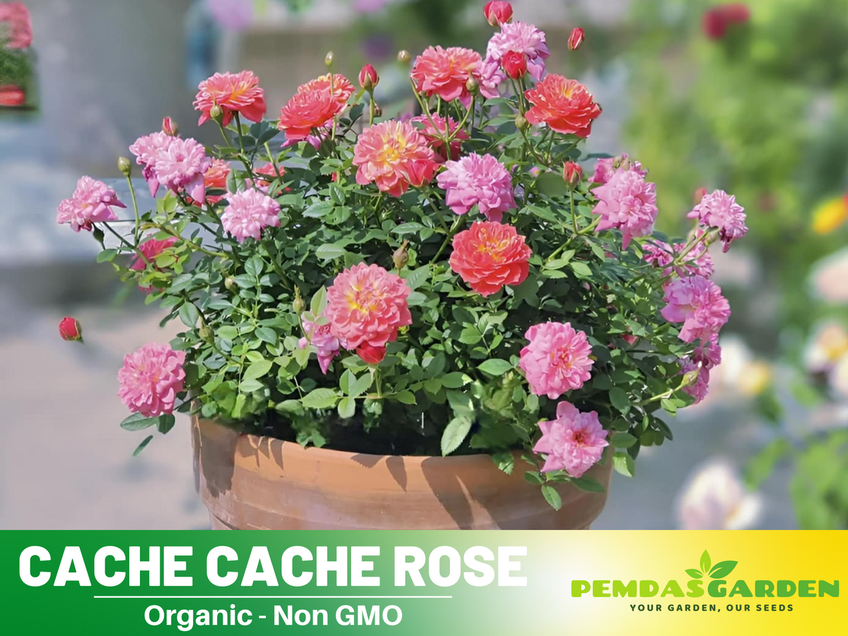 30+ Seeds| Cache Cache Rose Seeds #1161