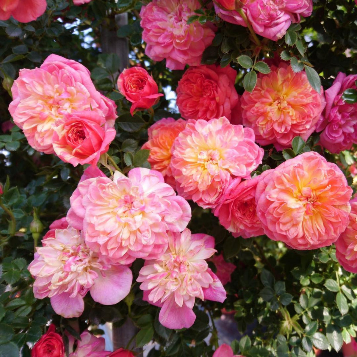 Cache Cache Rose Seeds, 30+ seeds