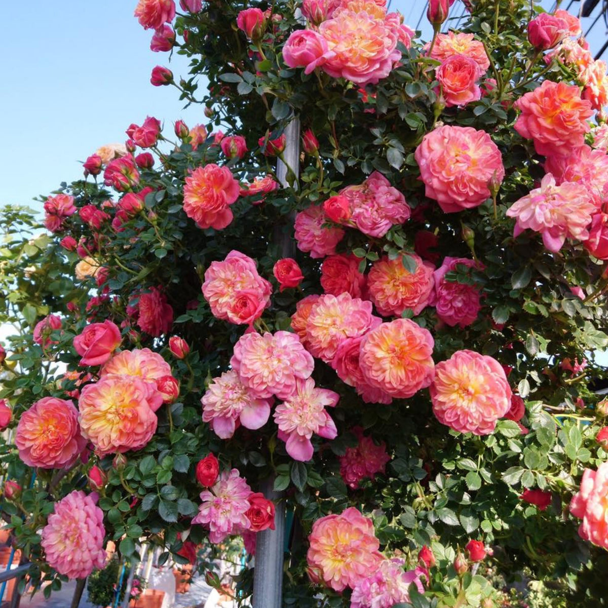 Cache Cache Rose Seeds, 30+ seeds