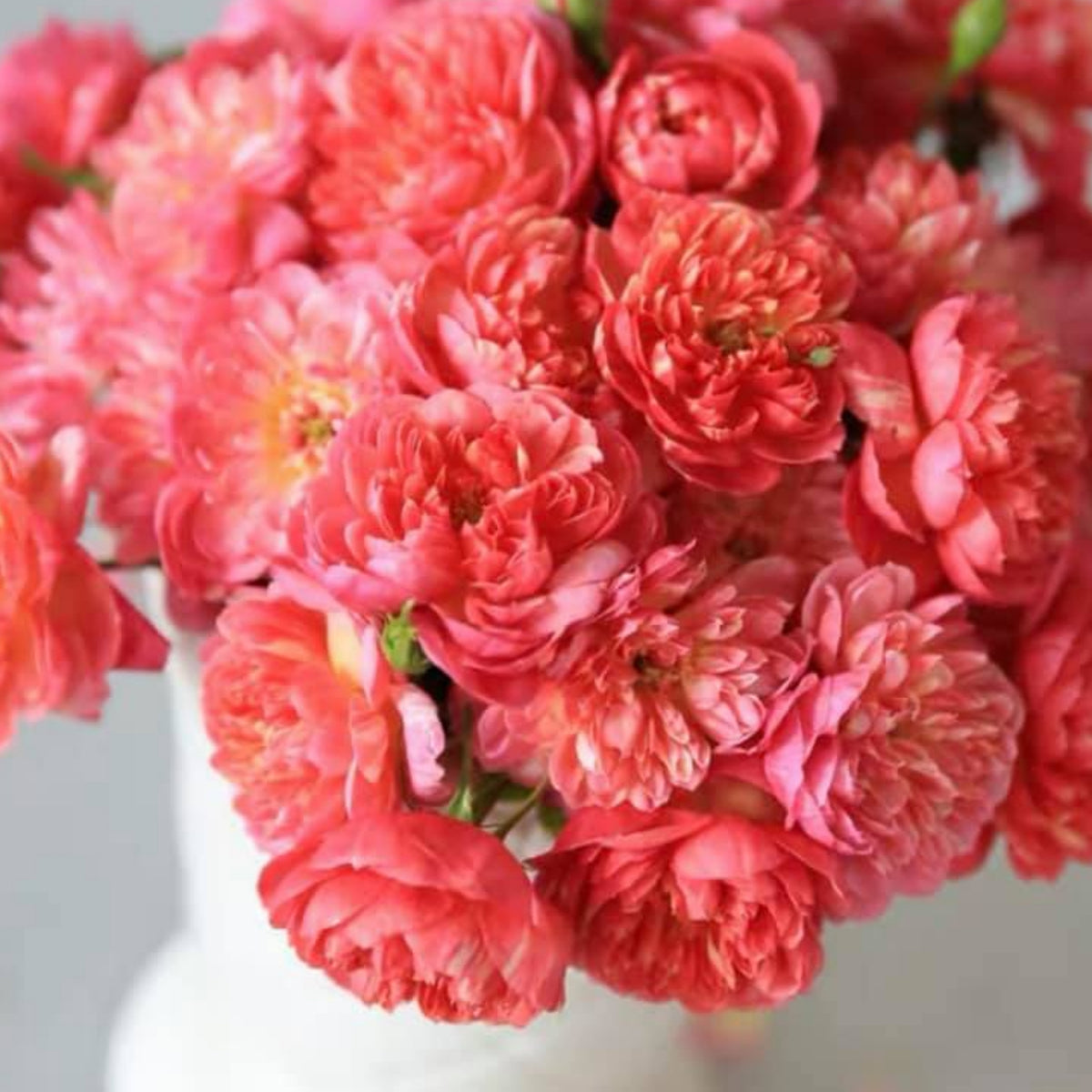 Cache Cache Rose Seeds, 30+ seeds
