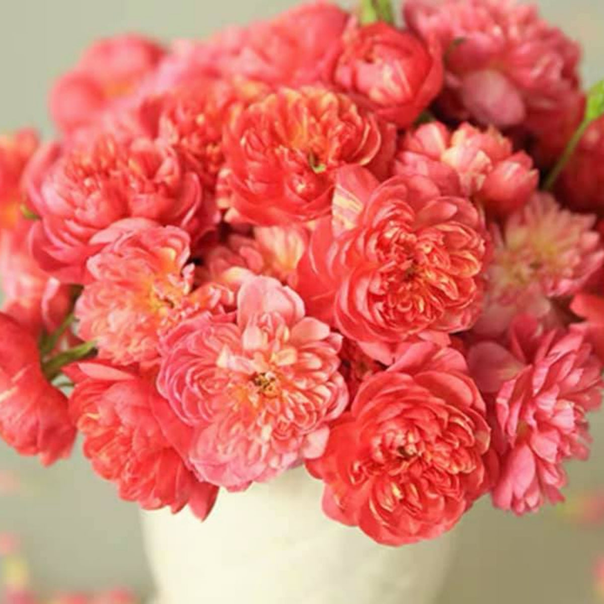 Cache Cache Rose Seeds, 30+ seeds