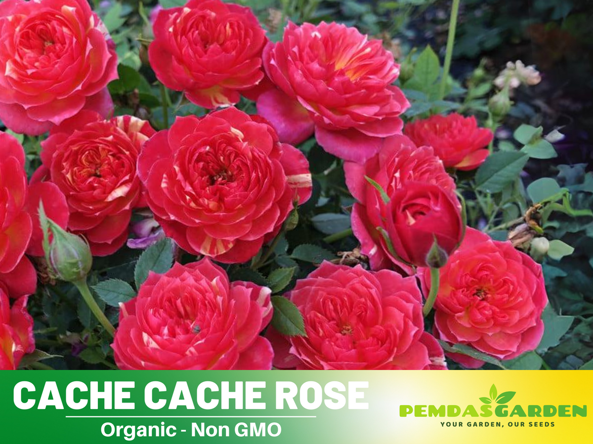 30+ Seeds| Cache Cache Rose Seeds #1161