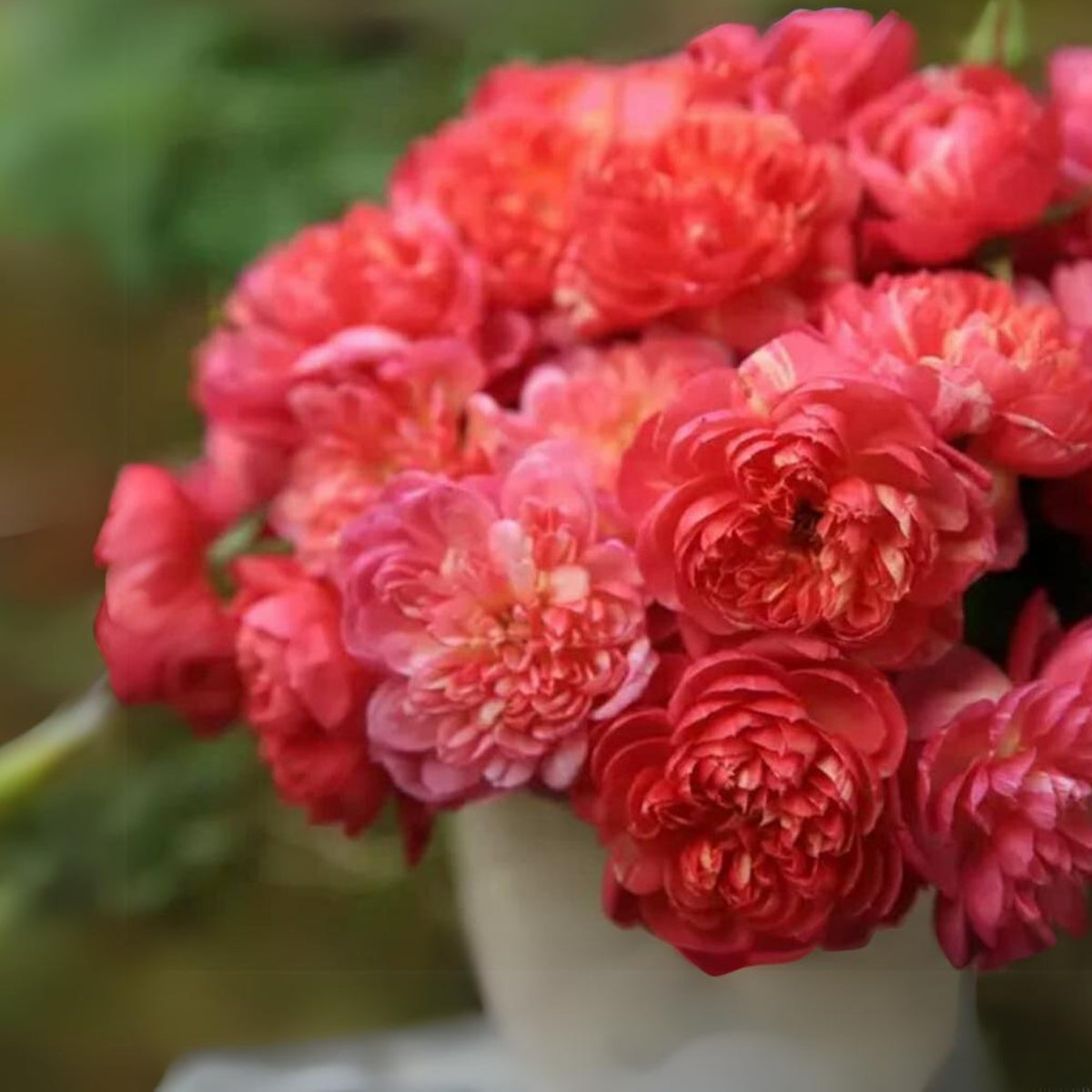 Cache Cache Rose Seeds, 30+ seeds