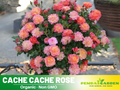 30+ Seeds| Cache Cache Rose Seeds  #1161