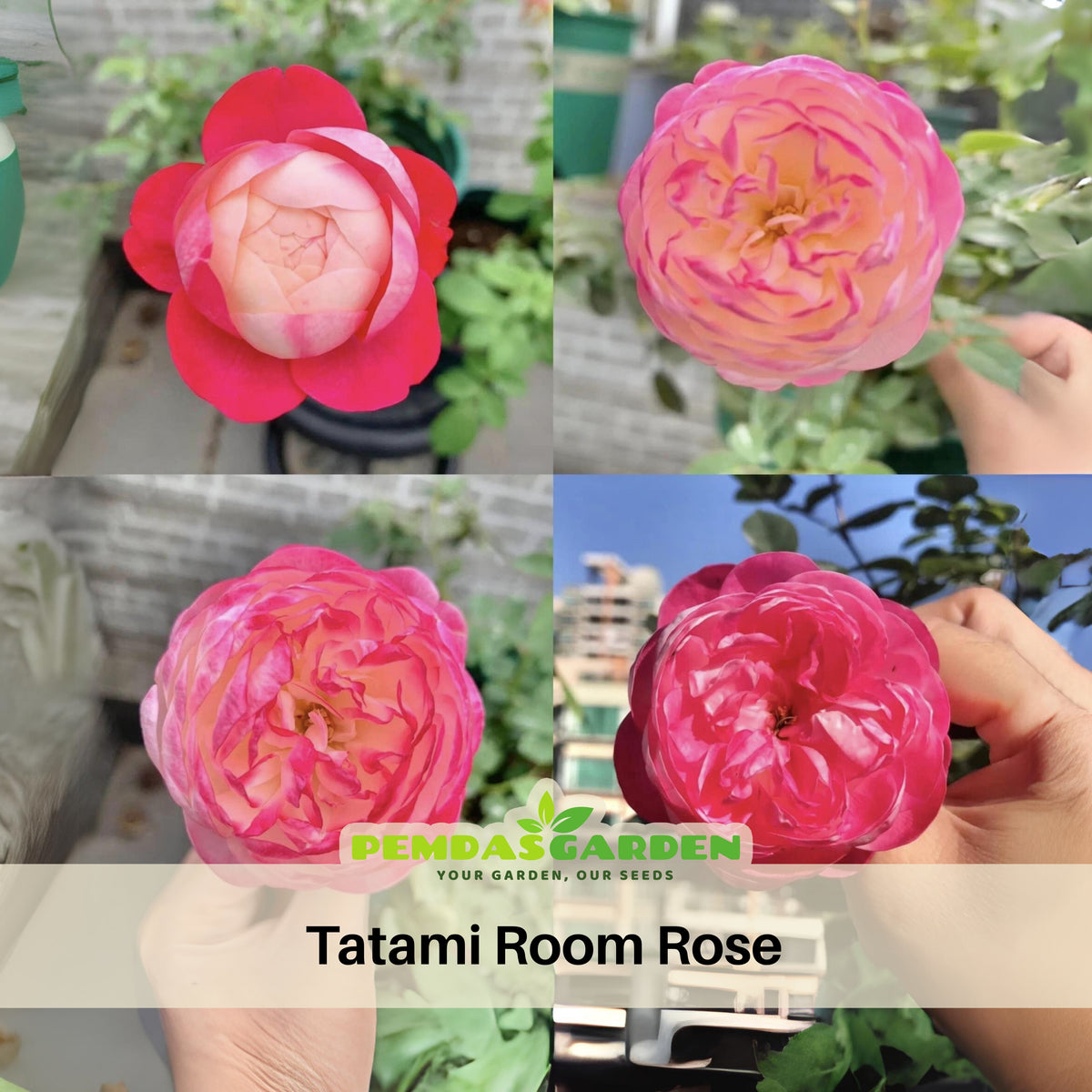 Tatami Room Rose Seeds - Fragrant Garden Rose, 30+ seeds