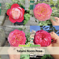 30+ Seeds| Tatami Room Rose Seeds - Heirloom Flower - Fragrant Garden Rose - Long Blooming - Easy to Grow Ornamental Flowers #1162